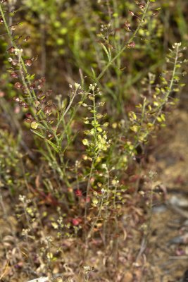 Peppergrass (Lepidium nitidum nitidum)