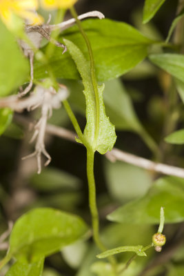 San Diego Ragwort  or Butterweed (Packera ganderi)