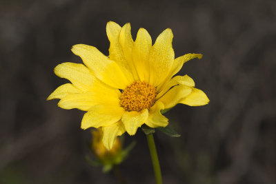 San Diego Sea Dahlia  (Coreopsis maritima)