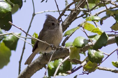 Oak Titmouse