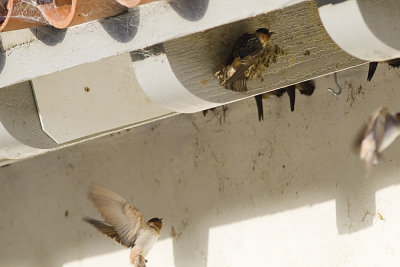 Cliff Swallow