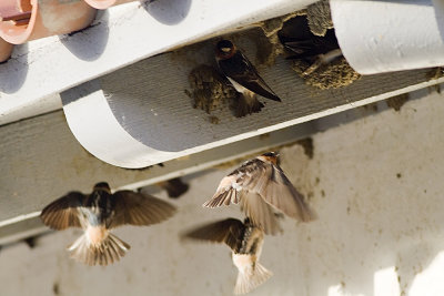 Cliff Swallow
