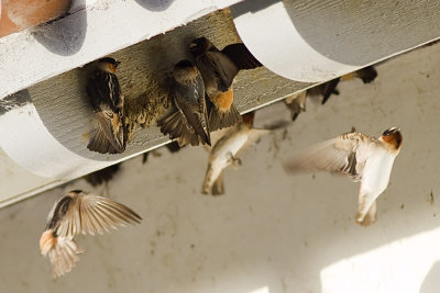 Cliff Swallow