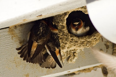Cliff Swallow