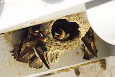 Cliff Swallow