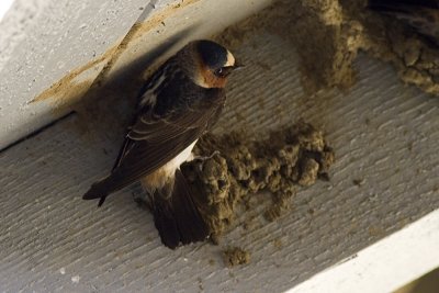 Cliff Swallow