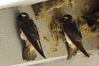 Cliff Swallow