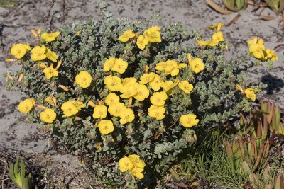 Beach Evening Primrose (Camissonia cheiranthifolia)