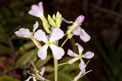 Sea Rocket (Cakile maritima)