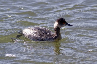 Eared Grebe