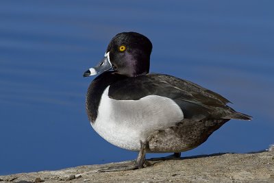 Ring-necked Duck