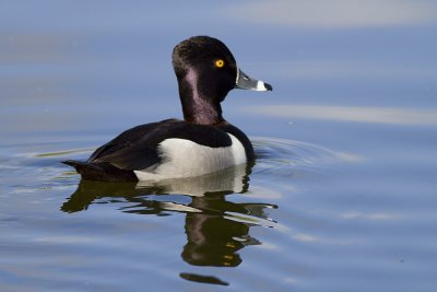 Ring-necked Duck