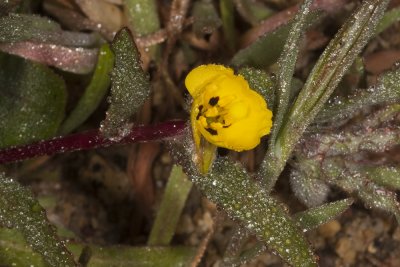 Califiornia Suncups (Camissonis bistorta)