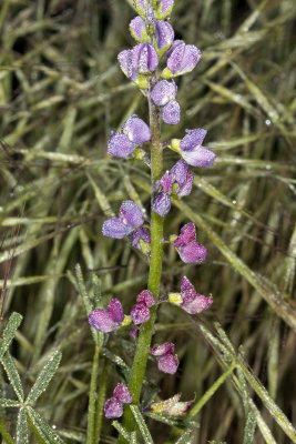 Collar Lupine (Lupinus truncatus)