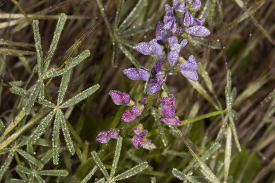 Collar Lupine (Lupinus truncatus)