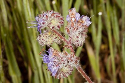 Common Phacelia (Phacelia distans)