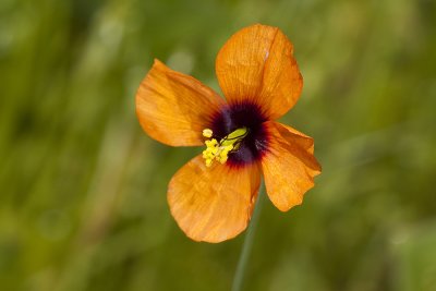 Wind Poppy (Stylomecon heteronphylla)