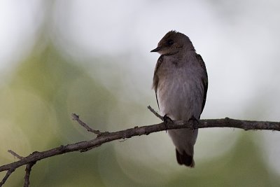 Northern Roughwing Swallow