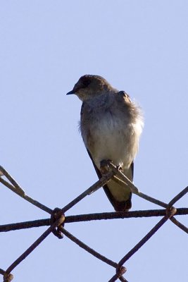 Northern Roughwing Swallow
