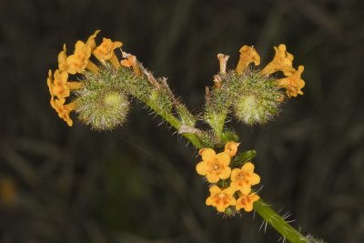 Rancher's Fiddleneck (Amsinckia menziesii)