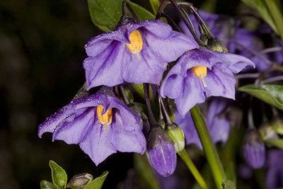 Parish Nightshade  (Solanum parishii)