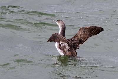 Red-throated Loon