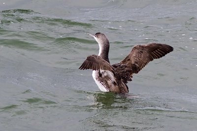 Red-throated Loon