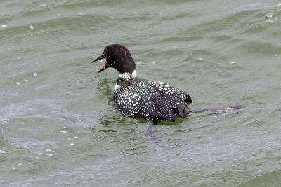 Common Loon