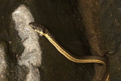 Western Garter Snake (<em>Thamnophis elegans</em>)