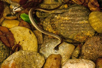 Western Garter Snake (Thamnophis elegans)