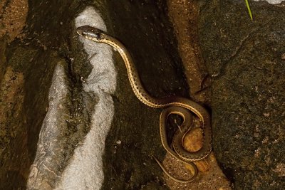 Western Garter Snake (Thamnophis elegans)