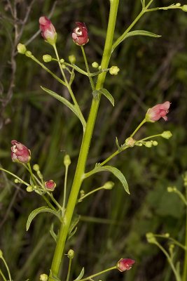 California Bee Plant (Scrophularia californica)