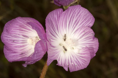 Checkerbloom (Sidalcea malivaeflora)