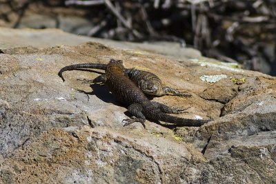 Granite Spiny Lizard  (Sceloporus orcutti orcuttii)