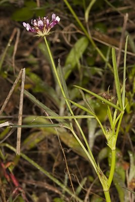 Tomcat Clover  (Trifolium willdenovii)