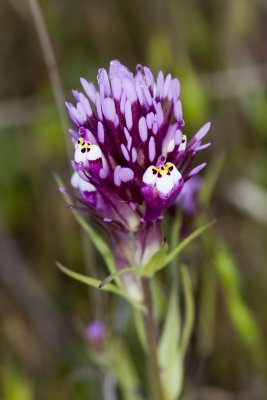 Owl's Clover  (Castilleja exserta)