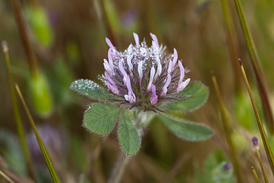 Rose Clover  (Tryfolium hirtum)