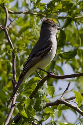 Ash-throated Flycatcher