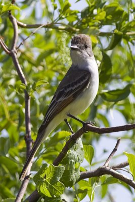 Ash-throated Flycatcher