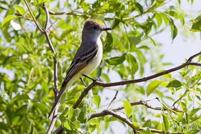 Ash-throated Flycatcher