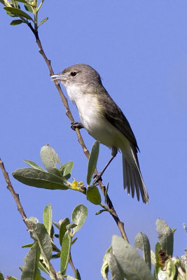 Bell's Vireo