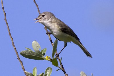 Bell's Vireo