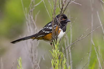 Spotted Towhee