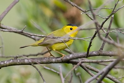 Wilson's Warbler