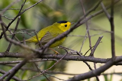 Wilson's Warbler