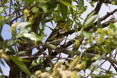 Bullock's Oriole