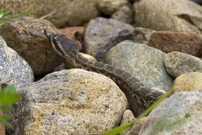 Southern Pacific Rattlesnake (Crotulus viridis belleri)