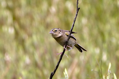 Grasshopper Sparrow