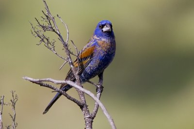 Blue Grosbeak