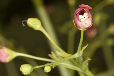 California Bee Plant (Scrophularia californica)